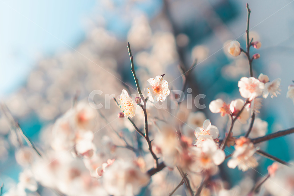 매화,봄,계절,꽃,flower,spring,아름다운,아웃포커싱,따뜻한,season,봄,계절,spring,season,식물,자연,plants,nature,꽃,flower,색깔,색상,색채,색감,color sense,color sensitivity,feeling of color,plant