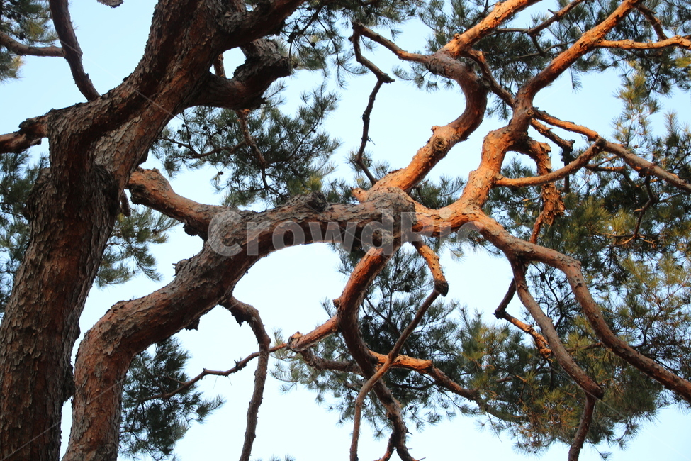 소나무,나무,하늘,푸르른,공기,상쾌함,식물,자연,plants,nature,나무,trees,wood