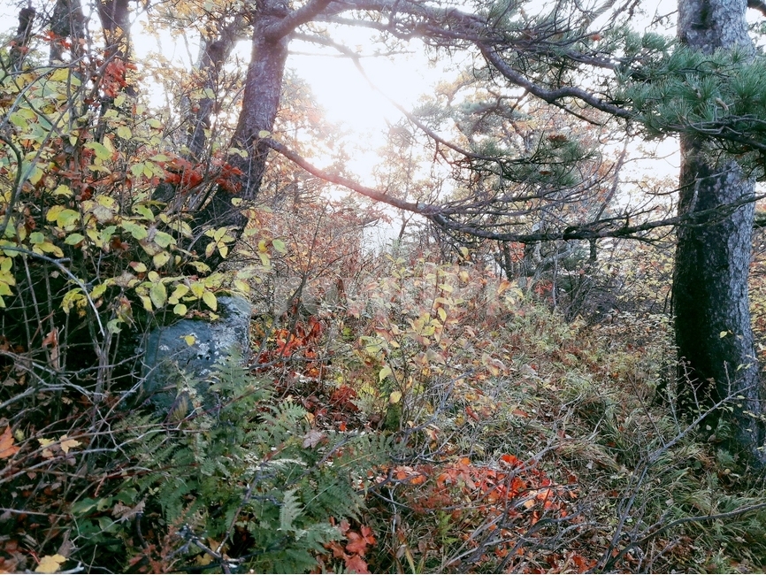 설악산,한국의산,설악산국립공원,공룡능선,천불동계곡,한국의가을,단풍,구름,한국의산하,아름다운산,바위,암봉,자연,풍경,nature,landscape,tree,나무,plant,식물,leaf,잎