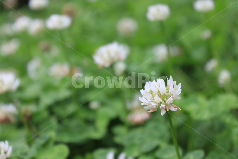 꽃,들꽃,자연,토끼풀,클로버,flower,풀밭,접사,식물,자연,plants,nature,꽃,flower