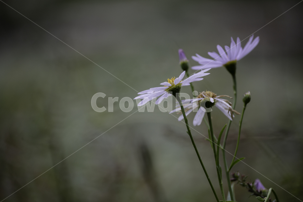 식물,자연,꽃,쑥부쟁이,여름,식물,자연,plants,nature,꽃,flower