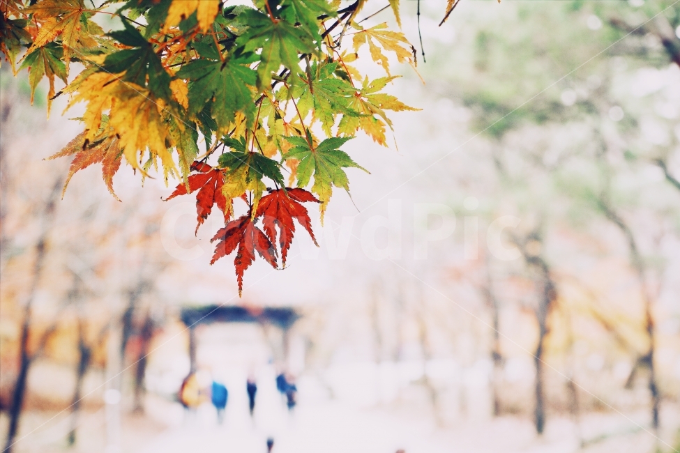 내장산,산,가을,단풍,경관,풍경,가을,계절,fall,autumn,season,식물,자연,plants,nature,감성,sensible,feeling,leaf,잎,plant,tree,나무