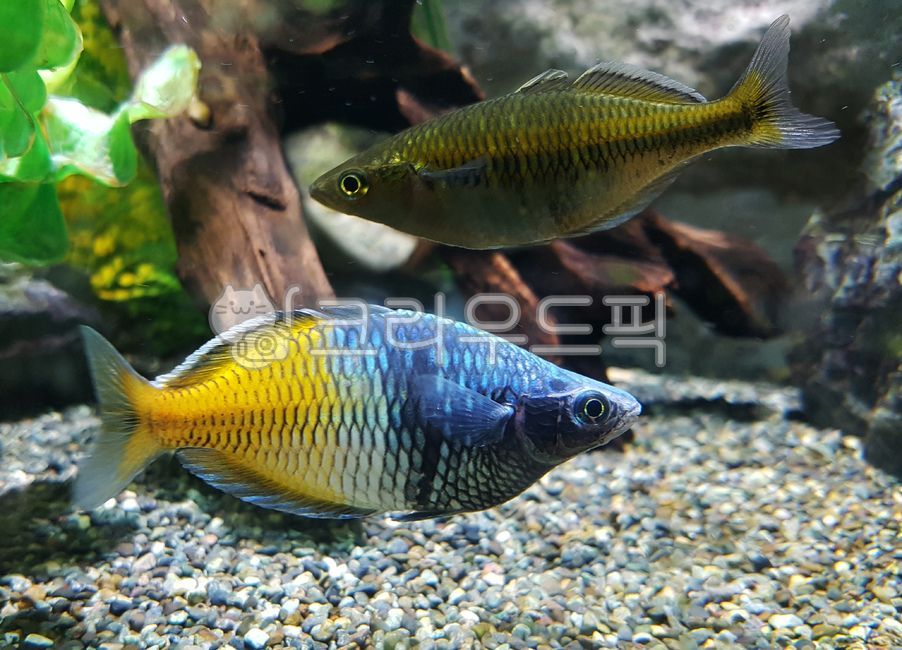 fish,물고기,관상어,열대어,레인보우피쉬,rainbowfish