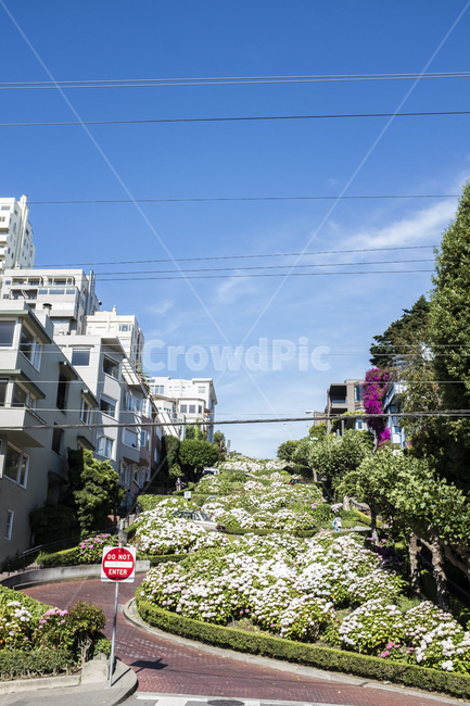 urban,어반,캘리포니아,샌프란시스코,도로,중심지,하늘,꽃길,여름,미국,sanfrancisco,usa,california,lombardi,street,flowers,zigzag,지그재그