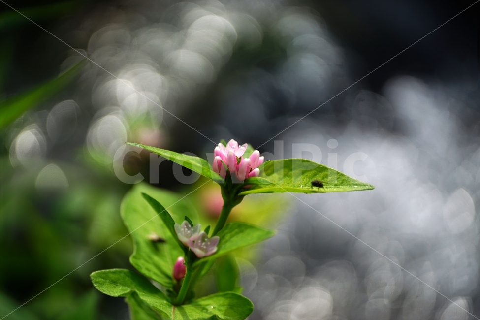 고마리,고마리꽃,야생화,야생식물,식물,자연,꽃사진,꽃,플라워,Ditchpersicaria,flower,flowers,nature,plant,plants,9월,September,가을,가을꽃,autumn,fall,계절,season,이파리,그린,green,녹색,푸른,푸르다,감성,감성사진,힐링,힐링사진,느낌,분위기,feel,feeling,한국자연,한국식물,한국꽃,한국야생화,한국야생식물,한국,korea,풍경,landscape,접사,macro,빛망울,보케,snap,snpshot,스냅,스냅사진,스넵,스넵사진,경치,shallowstream,murmuringstream,stream,waterofabrook,brook,물가,습지,계곡,개울가,강,하천,흐르는물,시냇물,식물,자연,plants,nature,꽃,flower,감성,sensible,feeling,휴식,힐링,rest,relaxation,healing
