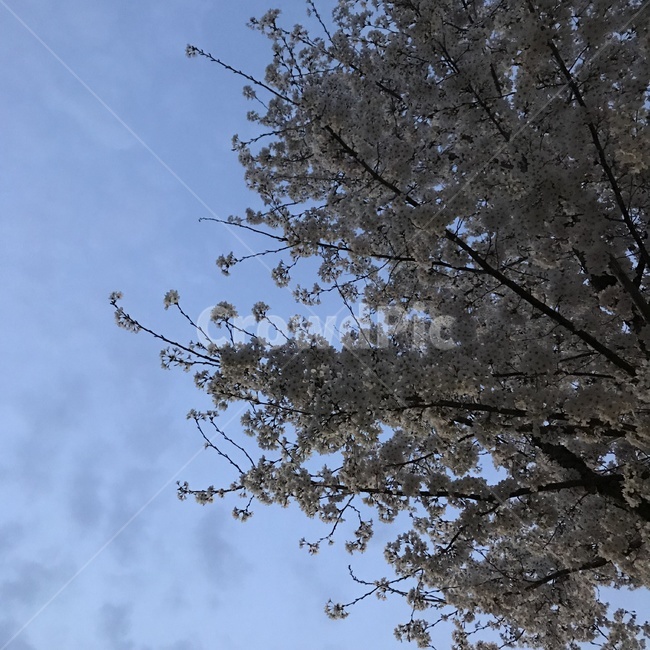 벚꽃,꽃,자연,하늘,환경,휴식,노을,봄,계절,spring,season,자연,풍경,nature,landscape,plant,식물