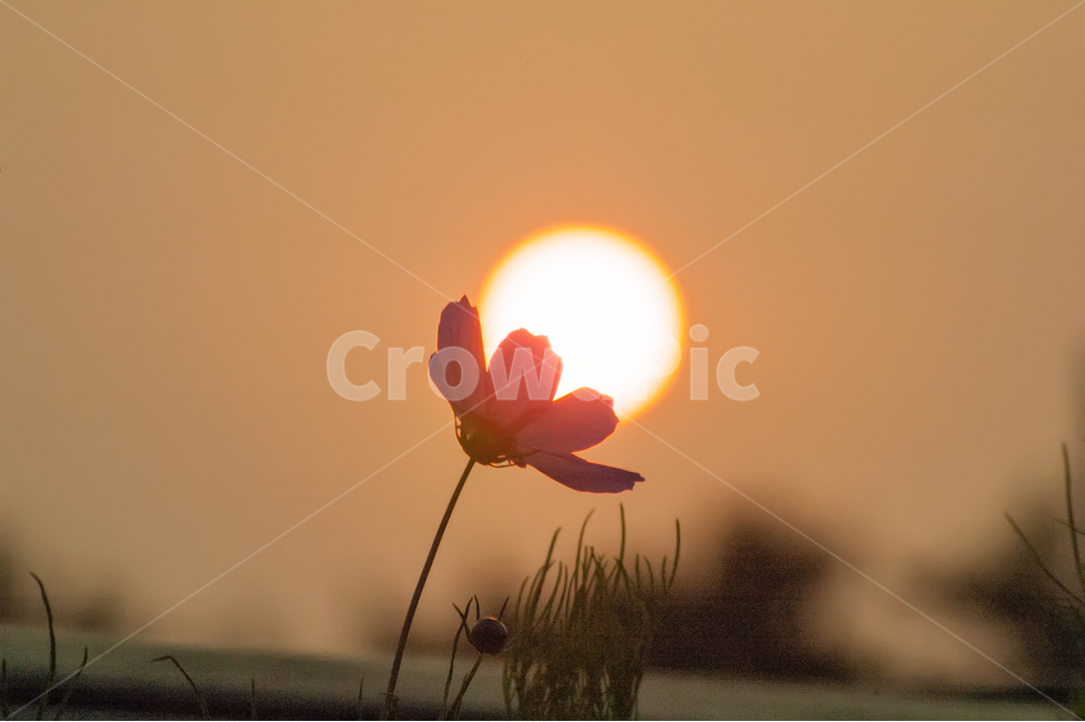 꽃,가을,여름,풍경,자연,가을,계절,fall,autumn,season,식물,자연,plants,nature,꽃,flower,감성,sensible,feeling,휴식,힐링,rest,relaxation,healing,outdoors,옥외,sunlight,햇빛
