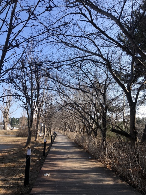 길,숲속,나무사이,겨울,겨울나무
