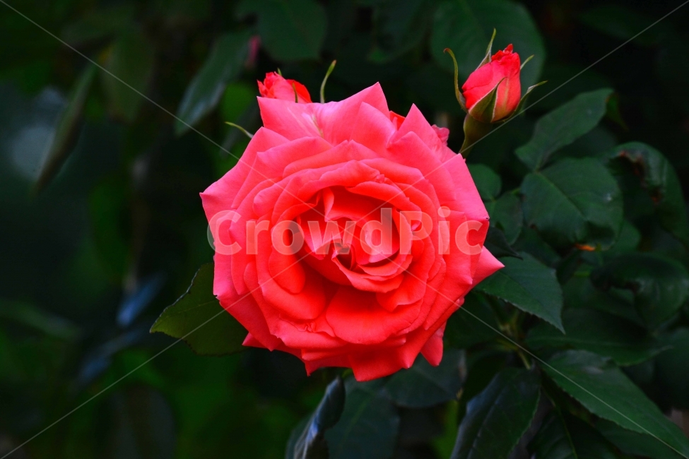 장미,로즈,ROSE,우아한,화려한,향기,향수,화장품,코스메틱,봄꽃,식물,시안,광고,디자인,디자이너,사보,카다로그,뉴스레터,브로셔,리플렛,잡지,홍보,마케팅,전단,출판,편집,sns,ebook,배경,화초,초록,녹색,green,5월의여왕,가시,엘레강스,장미원,장미축제,정원,가든,앞뜰,화단,공원,FLOWERS,GREEN,축제,나들이,5월,꽃잎,꽃송이,나무꽃,SPRING,PARK,색깔,색상,색채,색감,color sense,color sensitivity,feeling of color