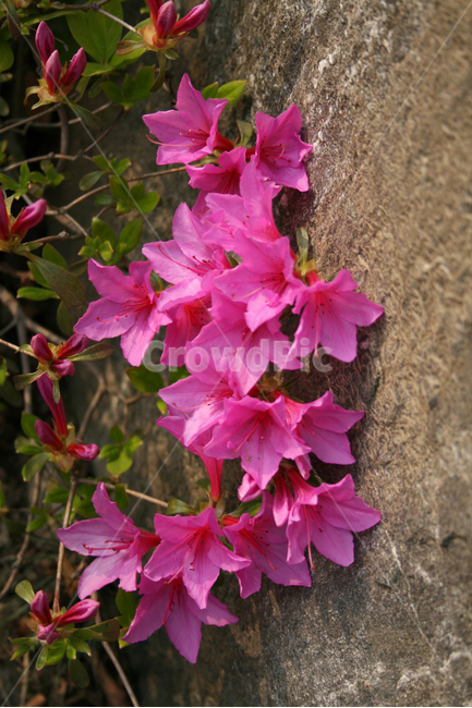 봄,봄날,감성,spring,flower,풍경,식물,꽃,분홍색,노란색,철쭉,봄,계절,spring,season,식물,자연,plants,nature,꽃,flower,plant,blossom,geranium,제라늄