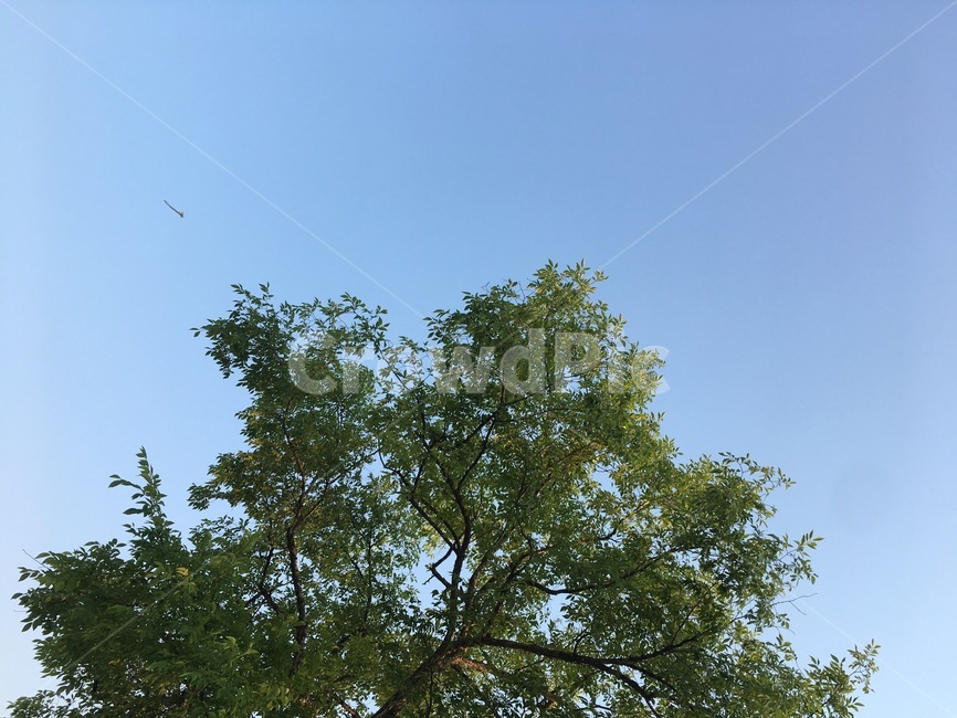 나무,하늘,쓸쓸함,감성,tree,sky