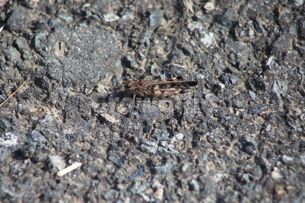 메뚜기,곤충,절지동물,동물,acrididae,동물,animal,곤충,벌레,insect,bug