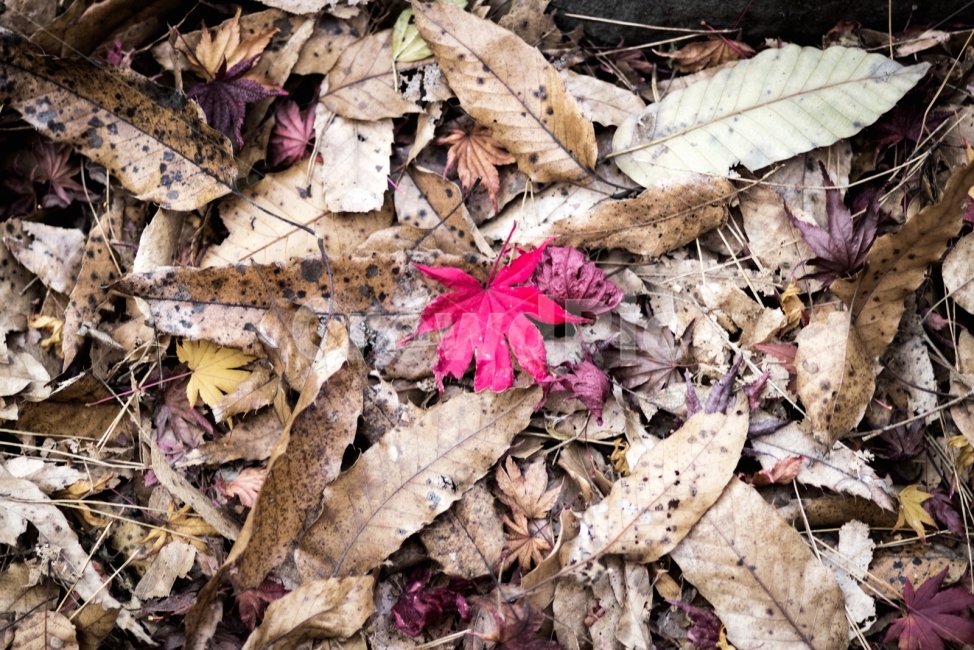 가을,분위기,스냅,부산,한국,단풍,붉은,가을,계절,fall,autumn,season,식물,자연,plants,nature,감성,sensible,feeling,leaf,잎,plant,tree,나무