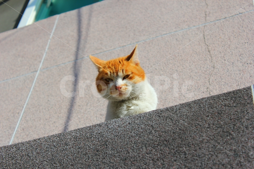 고양이,길냥이,야옹,cat,꼬나보다,시선,angry,동물,animal,고양이,cat,kitten,kitty,포유류,mammal