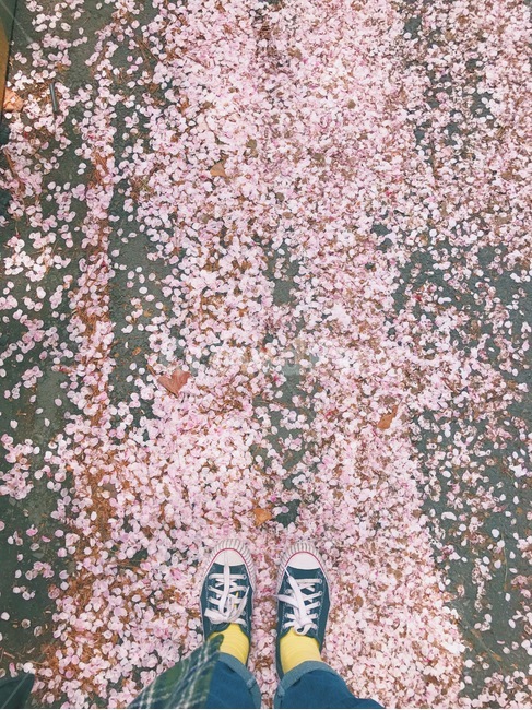 꽃,벚꽃,꽃잎,꽃길,운동화,봄,색감,양말,flower,cherryblossom,petal,flowerroad,shoes,spring,socks,봄,계절,spring,season,사람,인물,인간,human,person,신체일부,몸,body,paper,종이,confetti,색종이 조각