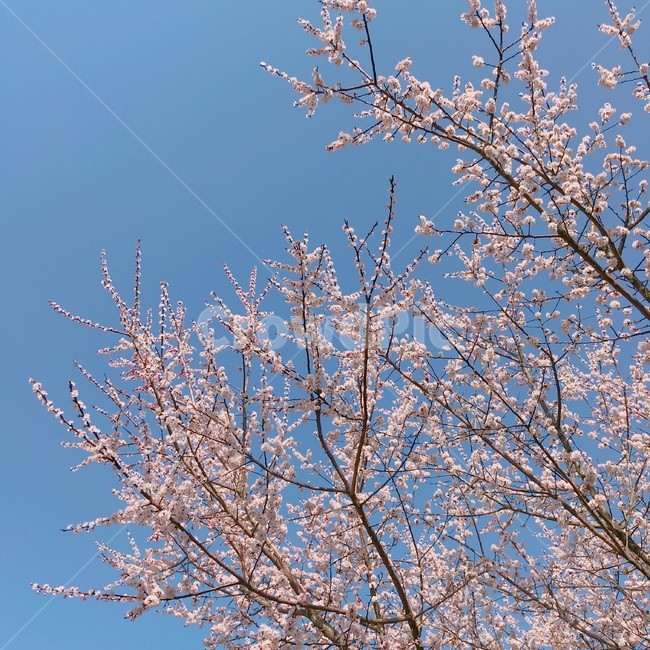 벚꽃,봄,꽃,하늘,꽃나무,봄,계절,spring,season,plant,식물,blossom,flower,cherry blossom
