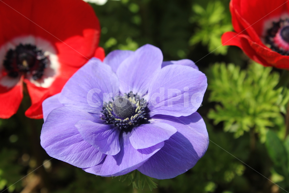꽃,꽃밭,봄,봄꽃,자연,아름다움,식물,자연,plants,nature,꽃,flower