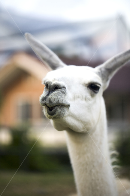 japan,friendly,cute,humorous,llama,hair,humor,alpaca,camel,funny,close up,nature,intimate,Camelidae,herbivore,face,Okinawa,animal,Livestock,Zoo,mammalia,fun