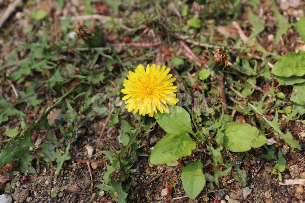 꽃,초록,봄,식물,화사한,식물,자연,plants,nature,꽃,flower