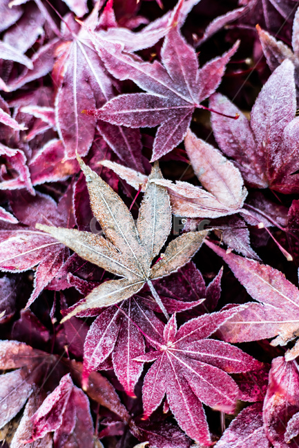 가을,낙엽,단풍,이슬,성에,가을,계절,fall,autumn,season,겨울,winter,plant,식물,leaf,잎