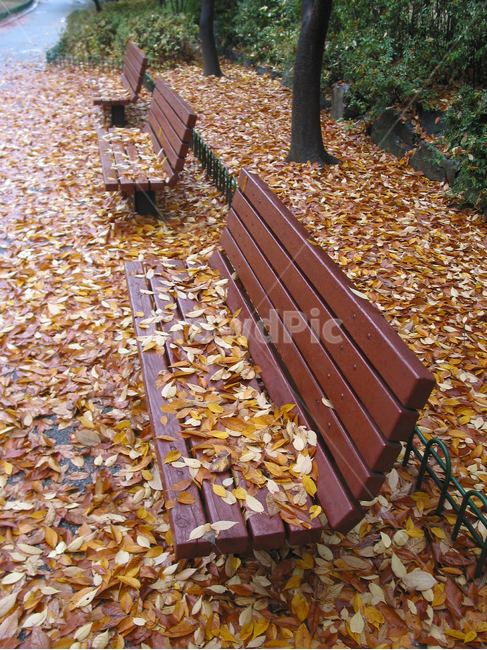 가을,단풍,노랑,계절,의자,낙엽,가을,계절,fall,autumn,season,furniture,가구,park bench,공원 벤치,bench,벤치