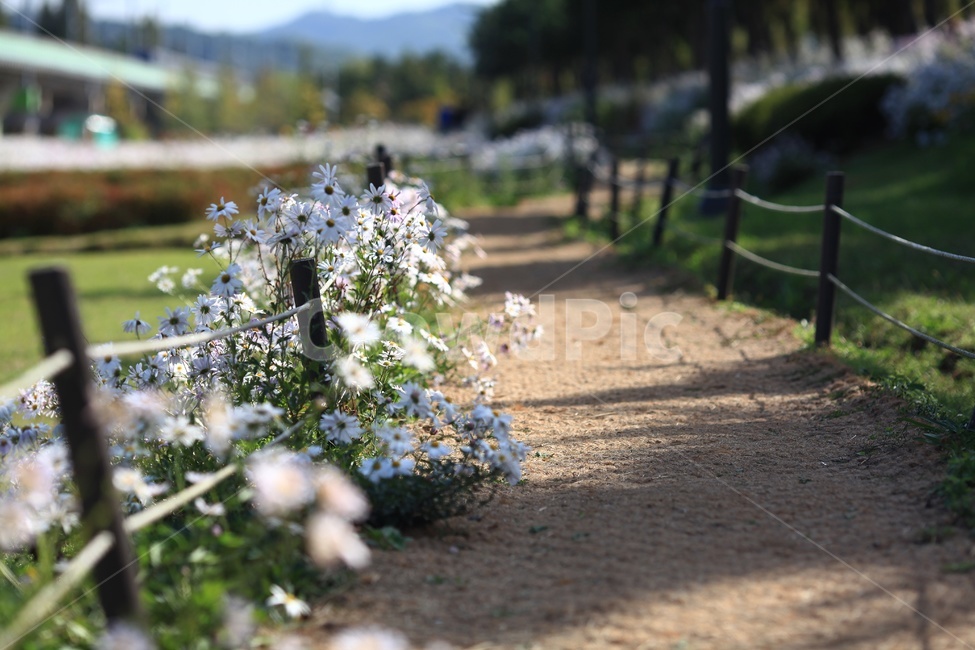 풍경,경치,구절초,고잔역,흰꽃,식물,자연,plants,nature,꽃,flower