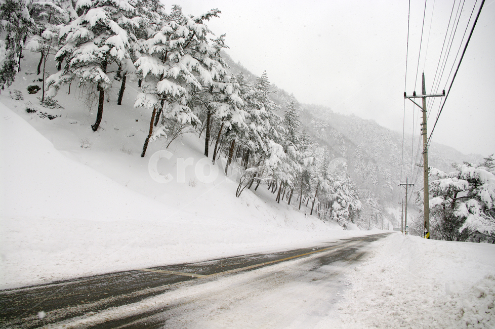 겨울,눈,설경,풍경,나무,길,눈길,겨울,계절,winter,season