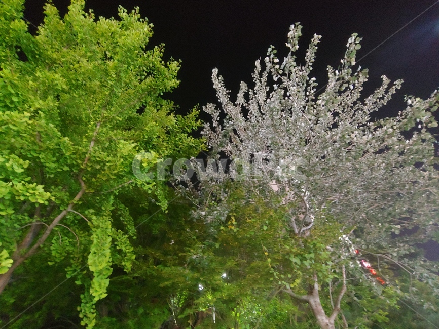 plant,나무,식물,tree,꽃