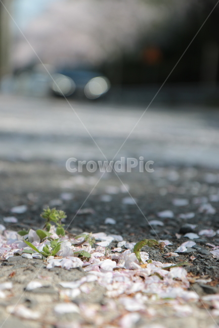 gravel,벚꽃잎,벚꽃,봄,꽃길,식물,도로,road,꽃잎,아웃도어,cherryblossom,자연,flower