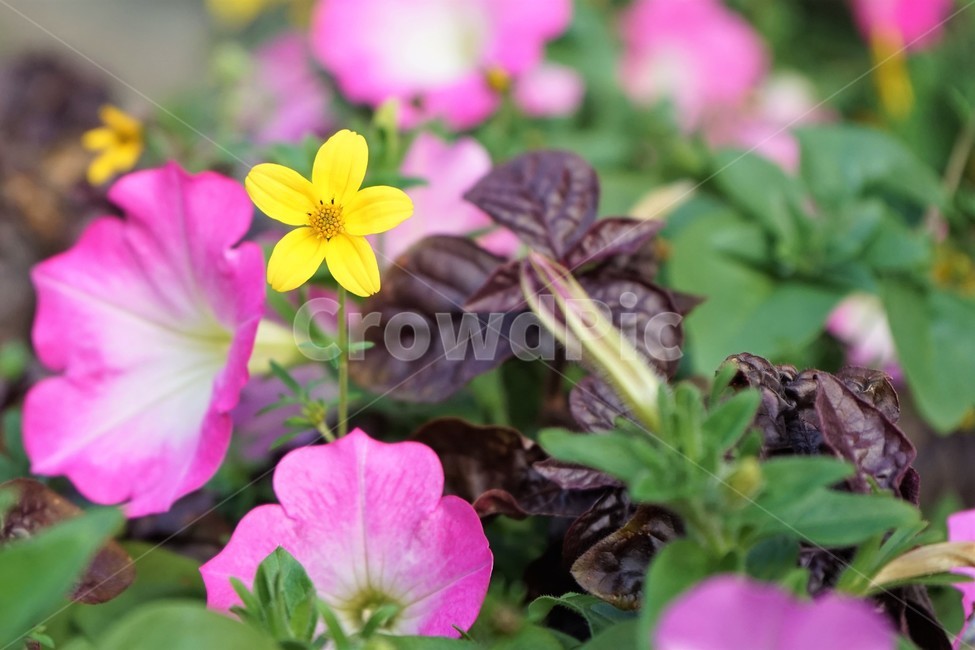 꽃,노랑,화분,자연,식물,가을,flower,plant,yellow,nature,식물,자연,plants,nature,꽃,flower