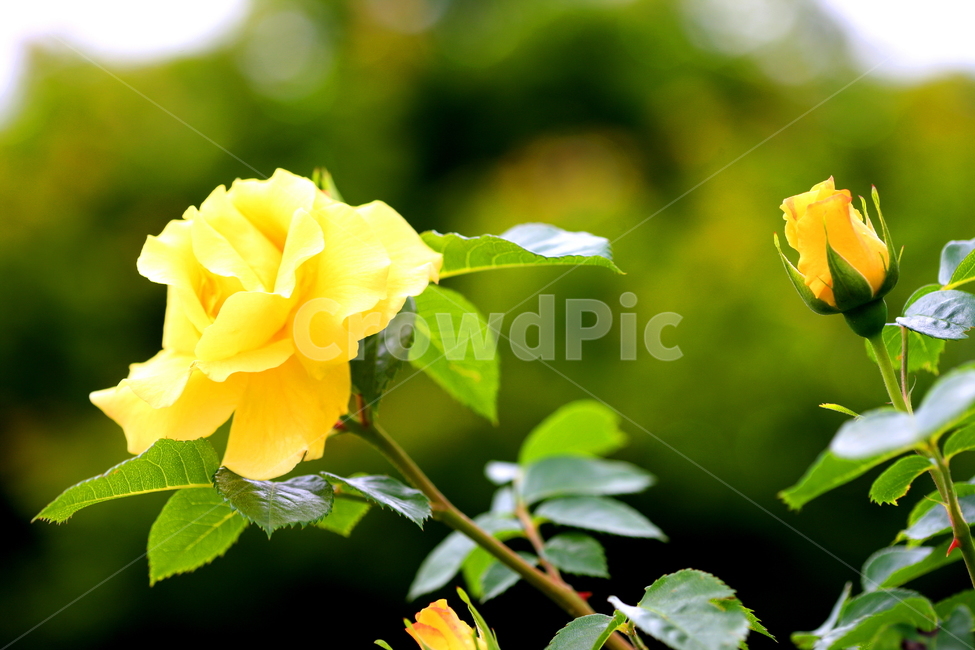 꽃,식물,장미,풍경,자연,식물,자연,plants,nature,꽃,flower