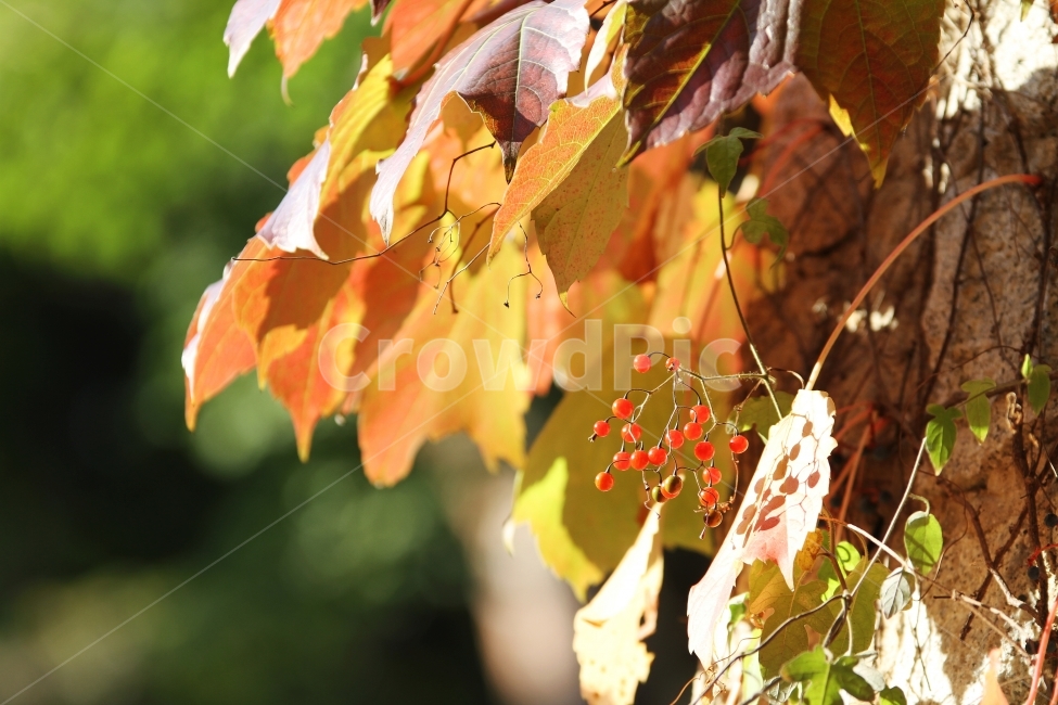 식물사진,자연사진,배풍등,열매사진,감성사진,가을사진,단풍사진,가을,계절,fall,autumn,season,식물,자연,plants,nature,과일,열매,fruit,감성,sensible,feeling,leaf,잎,plant,tree,나무
