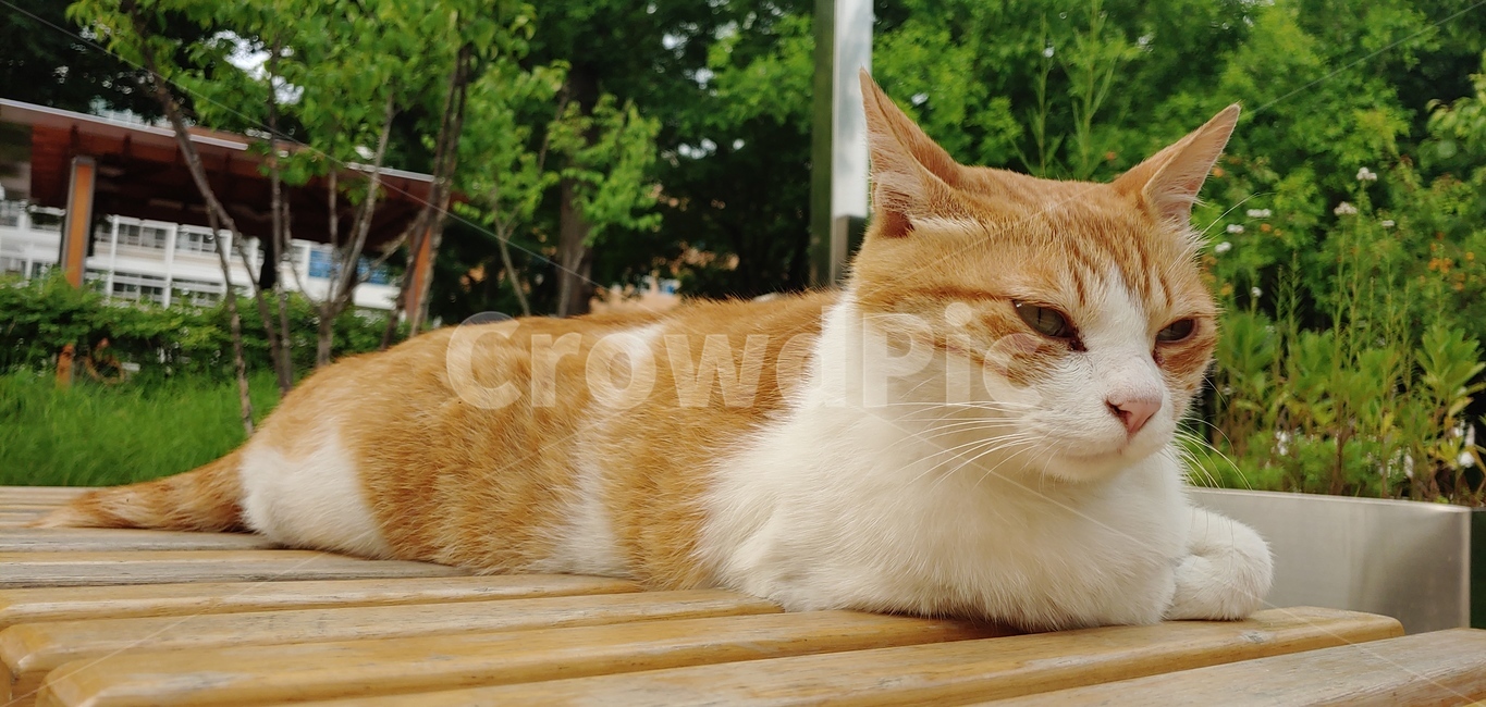 길고양이,고양이,cat,나태함,나태,공원,동물,animal,wood,귀여움,cute