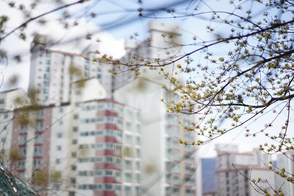봄,풍경,하늘,경치,봄날,햇빛,sky,기분,상쾌,느낌,꽃,나무,식물,자연,plants,nature,도시,풍경,city,landscape,봄,계절,spring,season,꽃,flower