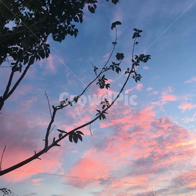 nature,자연,나무,하늘,구름,핑크쿠름,핑크하늘,핑크