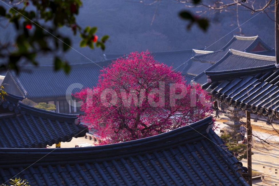 화엄사,홍매화,봄,기와,절,동백,식물,자연,plants,nature,한국전통,한국문화,korean traditional,korean culture,봄,계절,spring,season,종교,신앙,religion,belief,faith,꽃,flower,architecture,건축물,building,건물