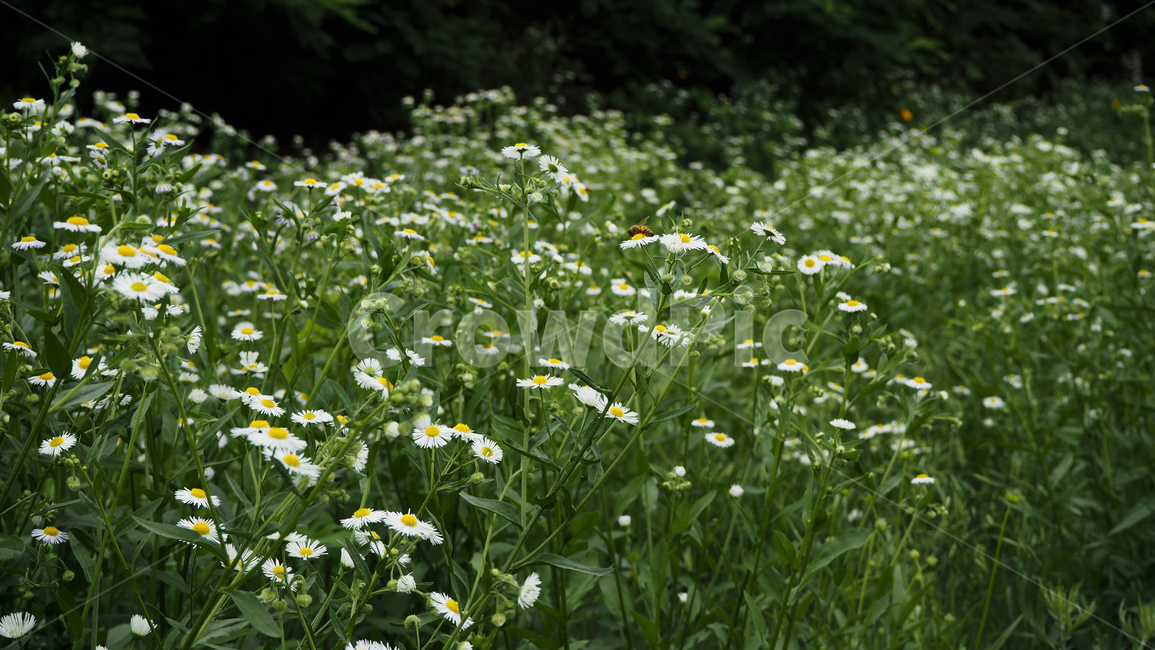 야생화,꽃,흰색,wildflower,flower,white