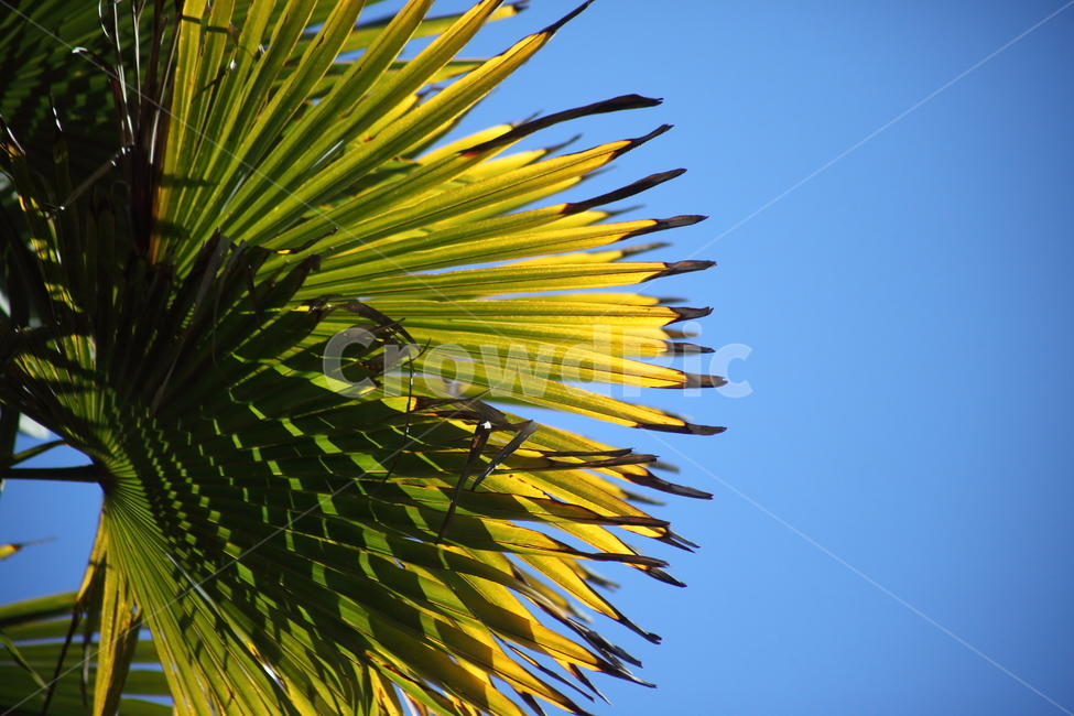 잎,식물,야자잎,leaf,plant,식물,자연,plants,nature
