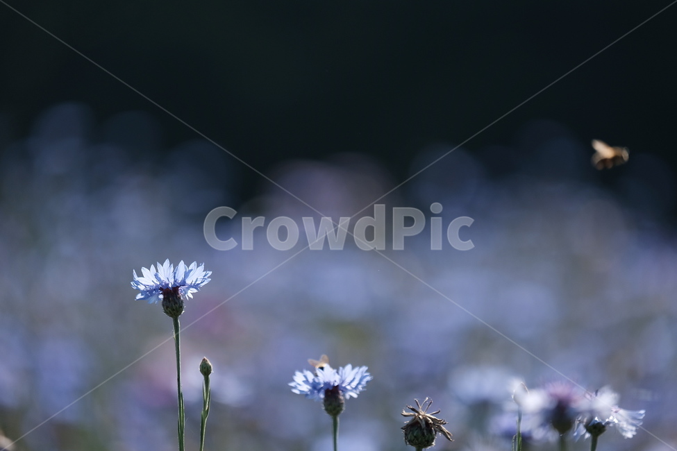 들꽃,꽃,야생화,flower,wildflower,꽃밭