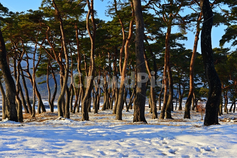보성,웅치소나무설경,웅치소나무,솔밭,설경,겨울,걔절,tree,나무,plant,식물,자연,경치,경관,풍경,treetrunk,나무줄기