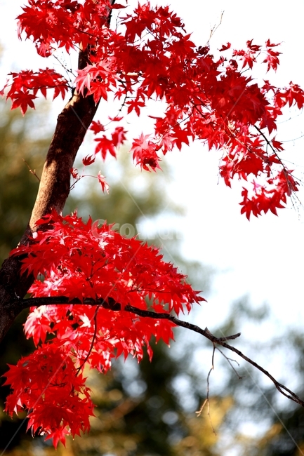 나무,나뭇잎,leaf,tree,잎,식물,plant,단풍,mapleleaf,단풍잎,가을,가을,계절,fall,autumn,season