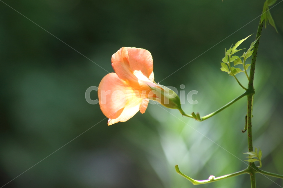 능소화,금등화,꽃,chinesetrumpetcreeper,flower,식물,자연,plants,nature,꽃,flower