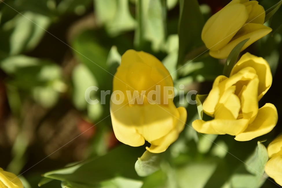 plant,식물,flower,꽃,blossom