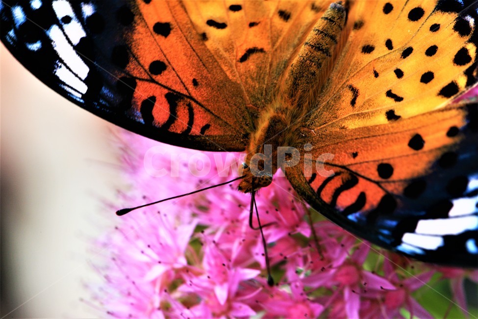 꽃,나비,가을,곤충,butterfly,식물,자연,plants,nature,꽃,flower,곤충,벌레,insect,bug