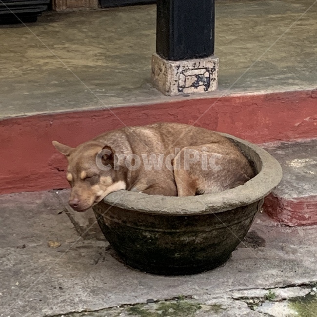 강아지,개,dog,항아리,코미디,동물,animal,포유류,mammal,개,강아지,dog,doggy