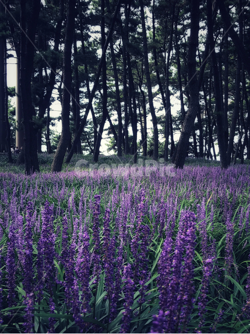 plant,식물,소나무,맥문동,꽃,flower,식물,자연,plants,nature,꽃,flower,나무,trees,wood