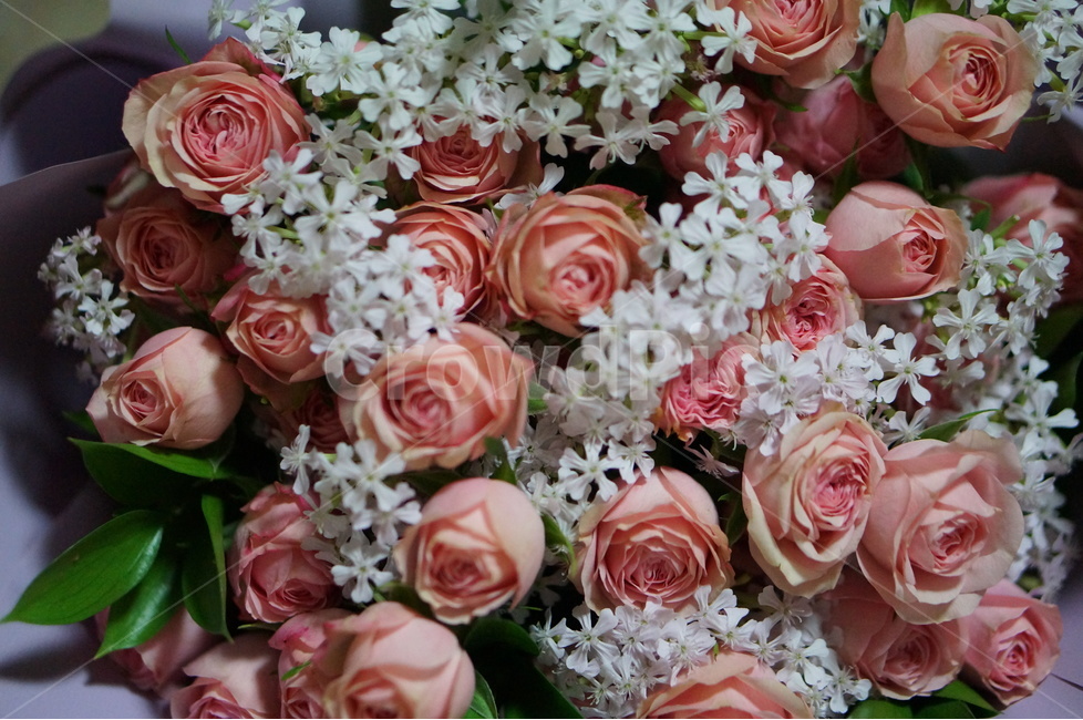 꽃다발,생일,핑크,축하,기념일,꽃,flower,기념일,축하,anniversary,congratulation,celebrate,celebration