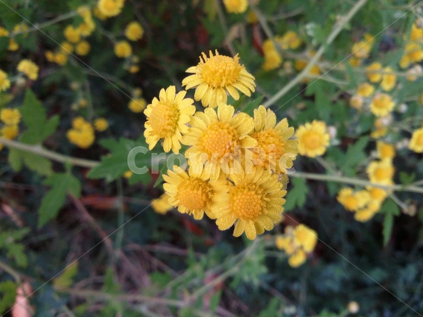 plant,식물,꽃,자연,flower,식물,자연,plants,nature,꽃,flower