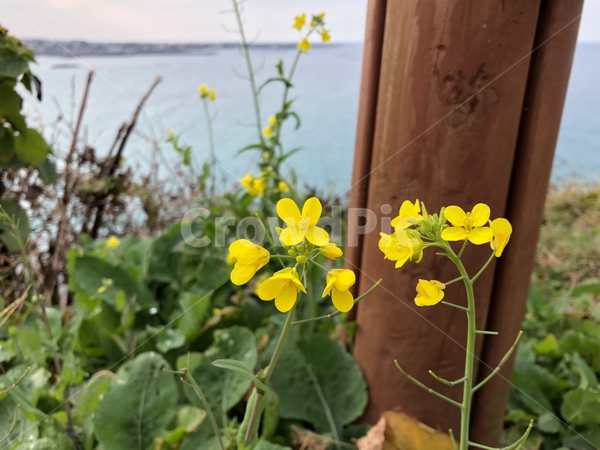 유채꽃,유채,제주도,제주바다,식물,노란꽃,식물,자연,plants,nature,꽃,flower