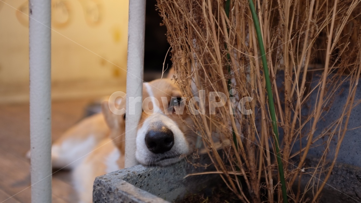 애완동물,pet,animal,동물,dog,개,웰시코기,mammal,포유류
